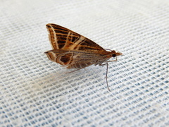Phrataria transcissata