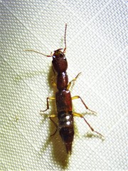 Biocrypta prospiciens