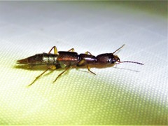 Biocrypta prospiciens