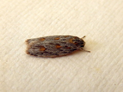 Phylomictis sarcinopa