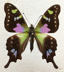 Graphium weiskei