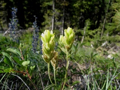 Castilleja elmeri
