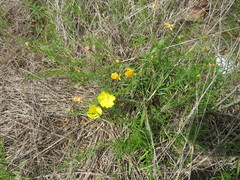 Calylophus