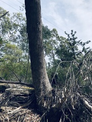 Eucalyptus piperita