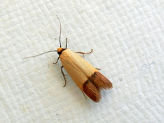 Tachystola stenoptera