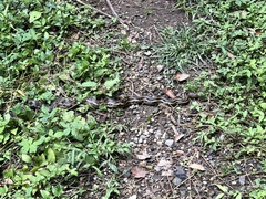 Pituophis lineaticollis