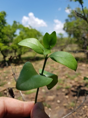 Canthium suberosum