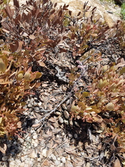 Adromischus umbraticola