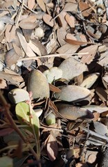 Adromischus umbraticola