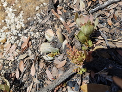 Adromischus umbraticola