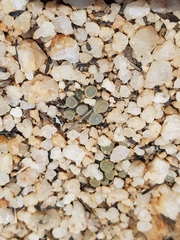 Frithia pulchra