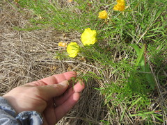 Calylophus