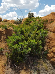 Cryptolepis cryptolepioides