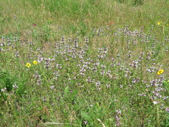Monarda clinopodioides