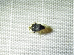 Pycnoderes quadrimaculatus