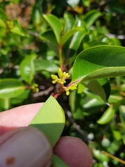 Cryptolepis cryptolepioides