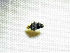 Pycnoderes quadrimaculatus