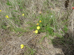 Calylophus
