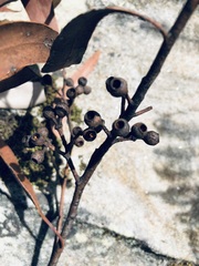 Eucalyptus piperita