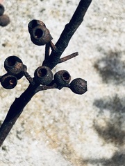 Eucalyptus piperita