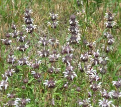Monarda clinopodioides