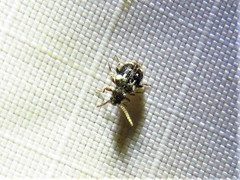 Ptinus bimaculatus