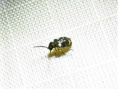 Ptinus bimaculatus