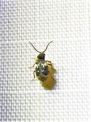 Ptinus bimaculatus