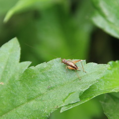 Trigonidium japonicum