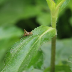 Trigonidium japonicum