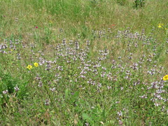 Monarda clinopodioides