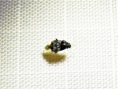 Pycnoderes quadrimaculatus