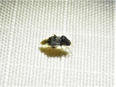Pycnoderes quadrimaculatus