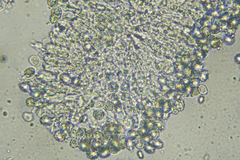 Russula vinaceocuticulata