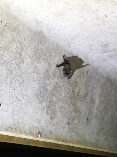 Rafinesque's Big-eared Bat photographed in Louisiana