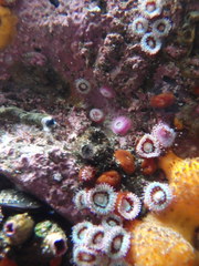 Corynactis australis