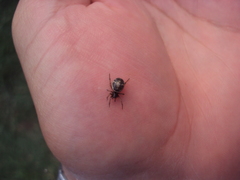 Steatoda ancorata