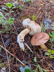 Tricholoma muricatum