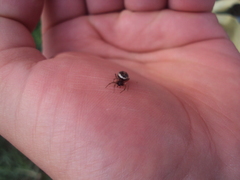 Steatoda ancorata