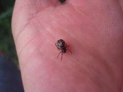 Steatoda ancorata
