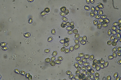 Russula vinaceocuticulata