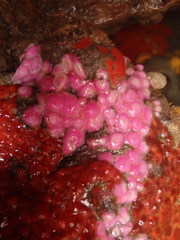 Corynactis australis