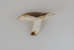 Russula vinaceocuticulata