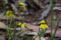 Goodenia rotundifolia
