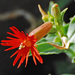 Clavel del Monte - Photo (c) Jerry Oldenettel, algunos derechos reservados (CC BY-NC-SA)