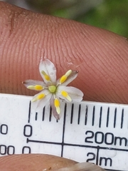 Dianella nigra