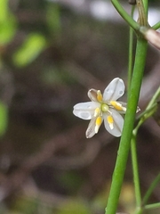 Dianella nigra