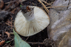 Russula vinaceocuticulata
