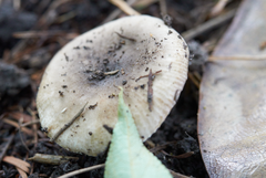 Russula vinaceocuticulata