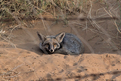 Vulpes vulpes pusilla
